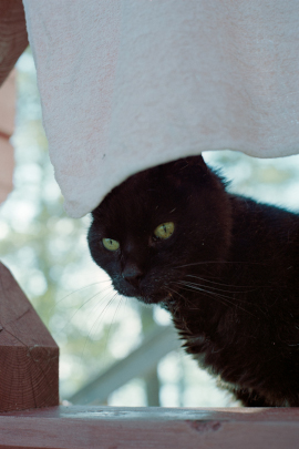 A black cat peeking from under a hanging piece of cloth.